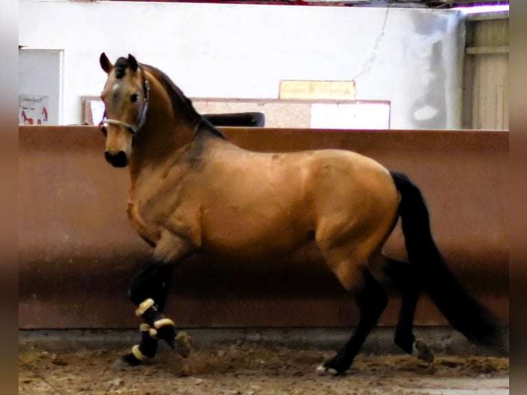 Lusitano Stallion 13 years 16.1 hh Dun in PORT SAINT PERE