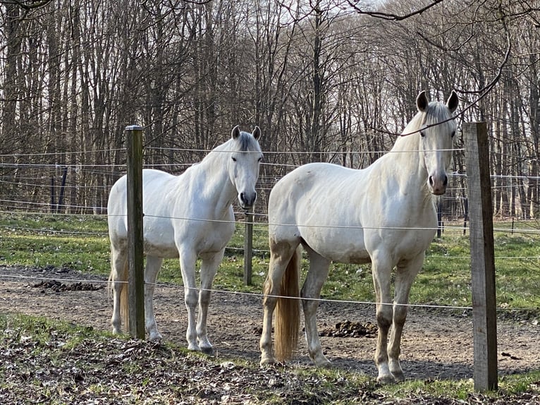 Lusitano Stallion 13 years 16 hh Gray in Bispingen