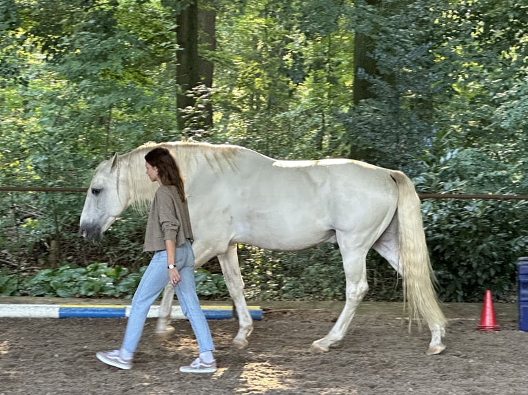 Lusitano Stallion 13 years 16 hh Gray in Bispingen