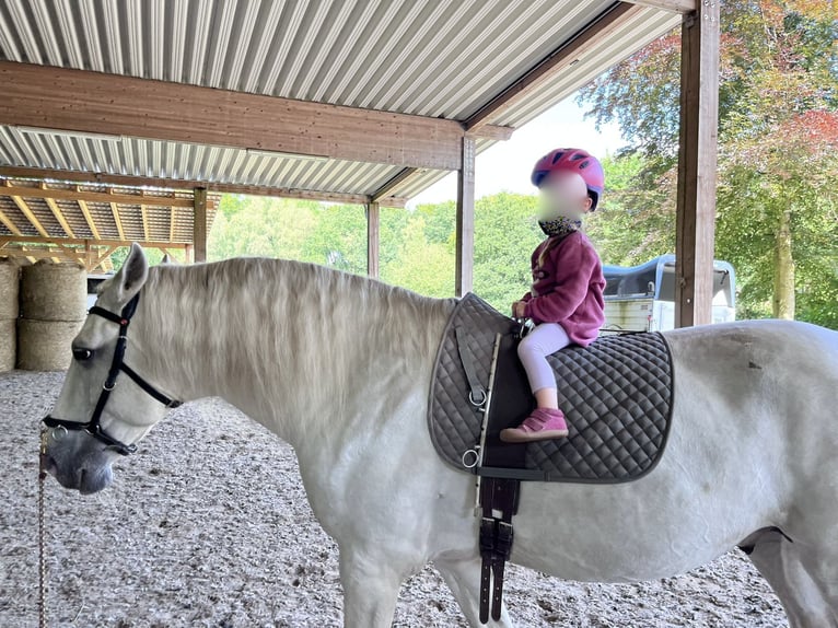 Lusitano Stallion 13 years 16 hh Gray in Bispingen