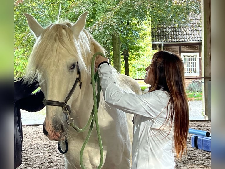 Lusitano Stallion 13 years 16 hh Gray in Bispingen