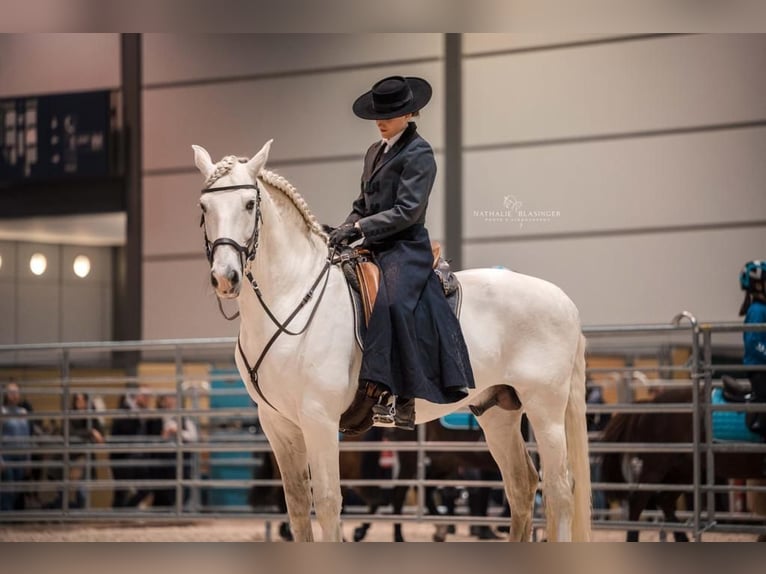 Lusitano Stallion 13 years 16 hh Gray in Bispingen