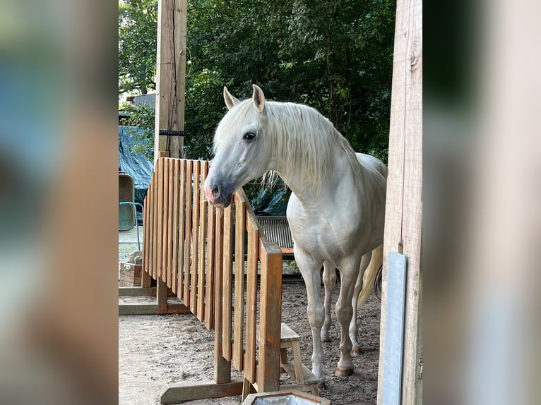 Lusitano Stallion 13 years 16 hh Gray in Bispingen
