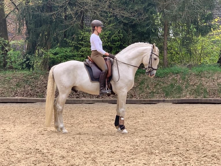 Lusitano Stallion 13 years 16 hh Gray in Bispingen