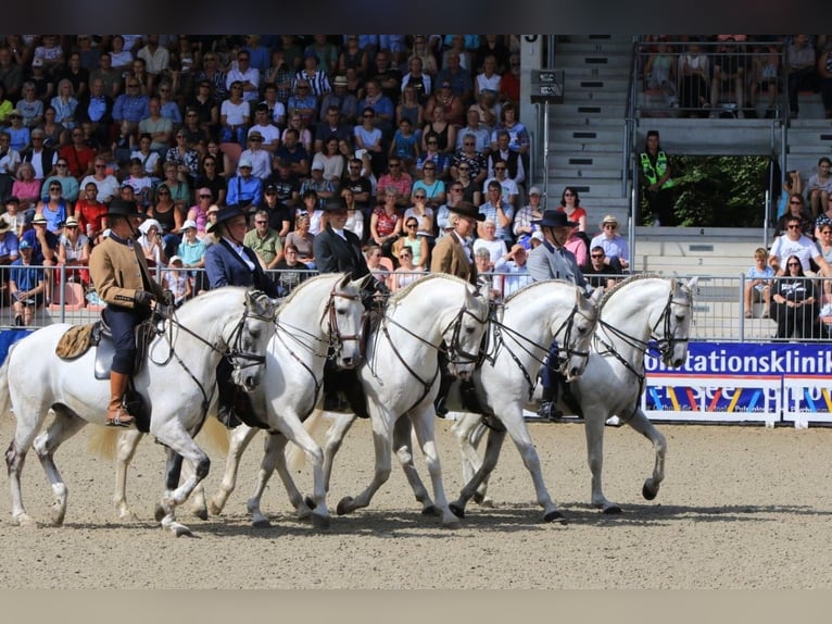 Lusitano Stallion 13 years 16 hh Gray in Bispingen
