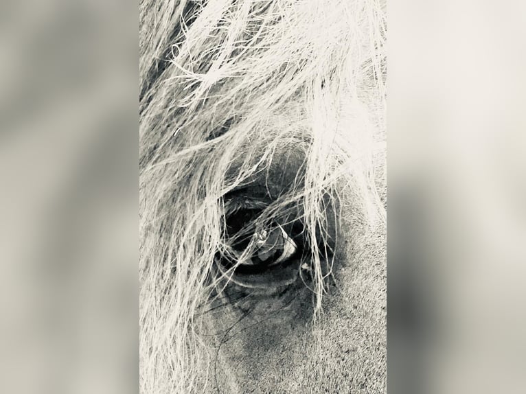 Lusitano Stallion 13 years 16 hh Gray in Bispingen