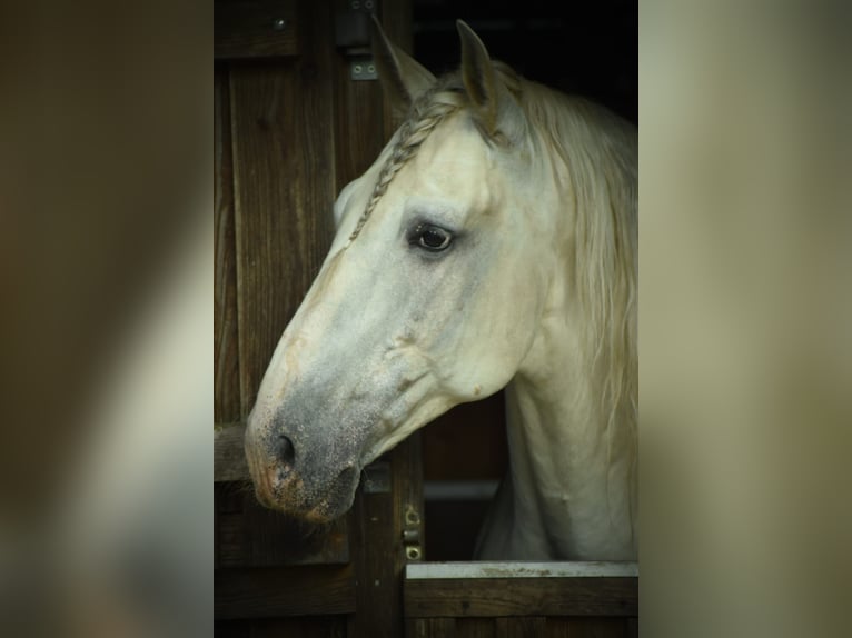 Lusitano Stallion 13 years 16 hh Gray in Bispingen