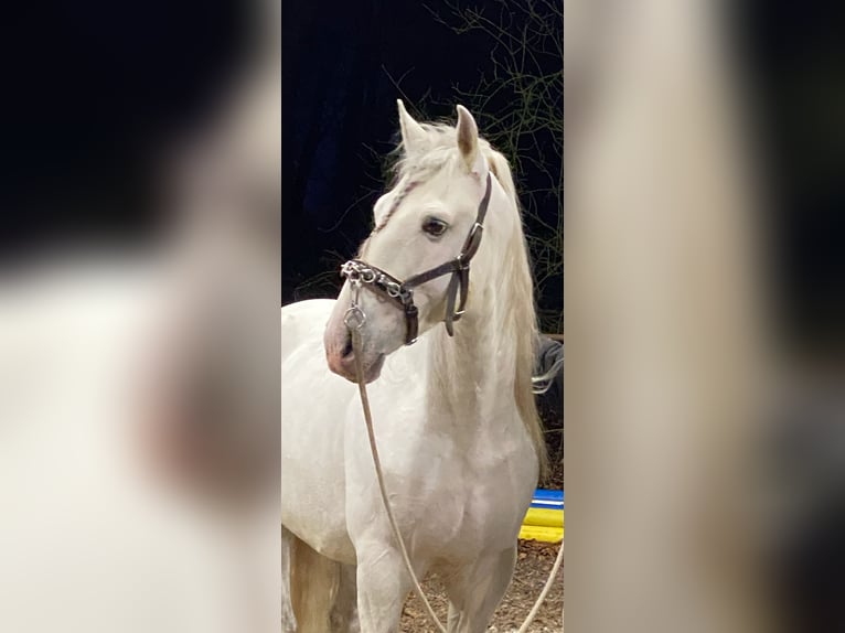Lusitano Stallion 13 years 16 hh Gray in Bispingen
