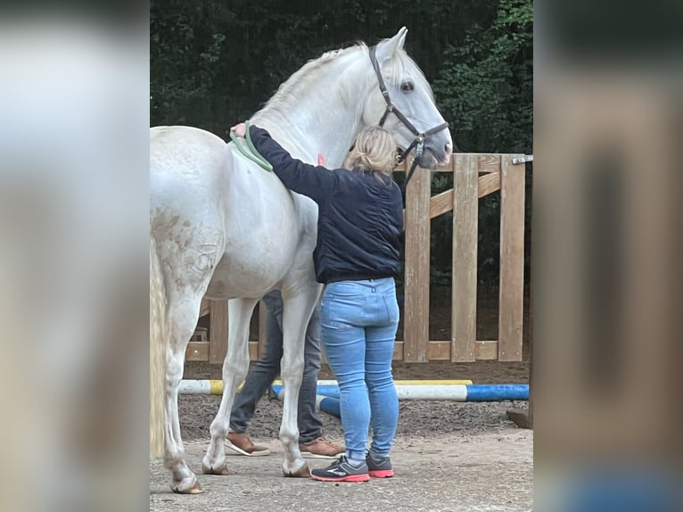 Lusitano Stallion 13 years 16 hh Gray in Bispingen