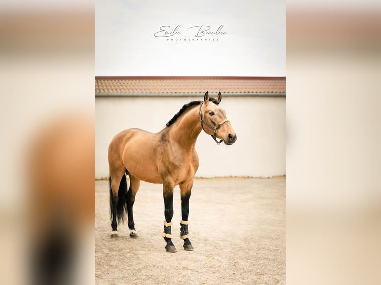 Lusitano Stallion 13 years 16,1 hh Dun in PORT SAINT PERE