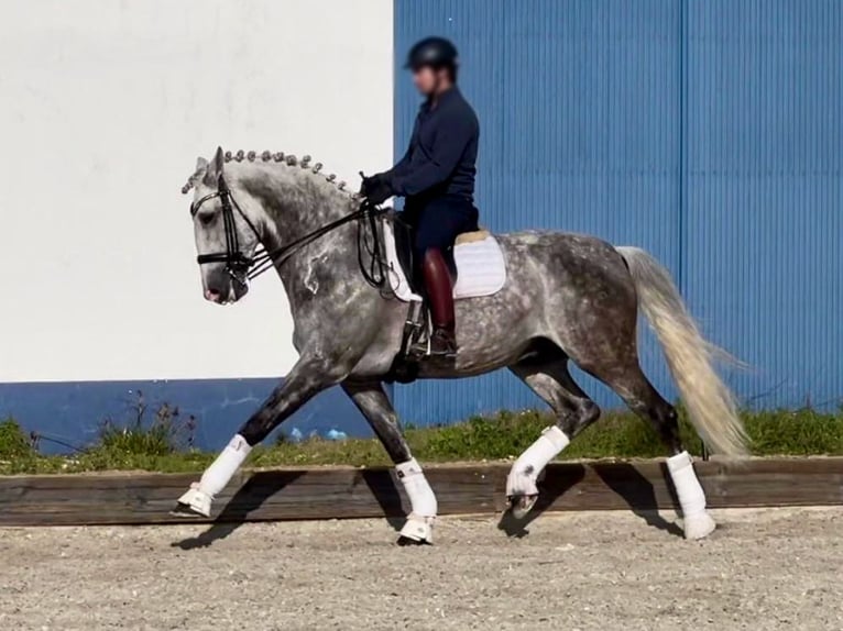 Lusitano Stallion 13 years 17,1 hh Gray in NAVAS DEL MODRONO