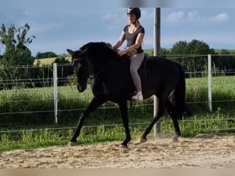 Lusitano Stallion 14 years 15,1 hh Black in Oberpullendorf