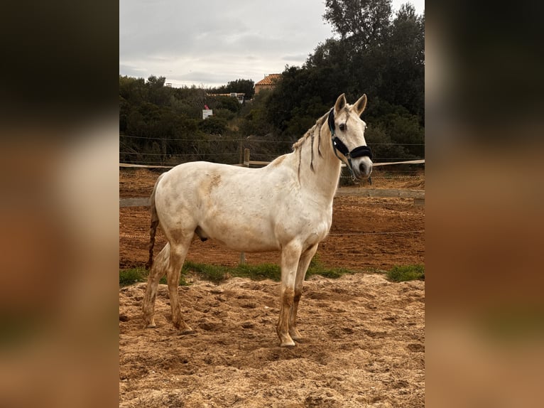Lusitano Stallion 14 years 15.2 hh Grey in Fitou