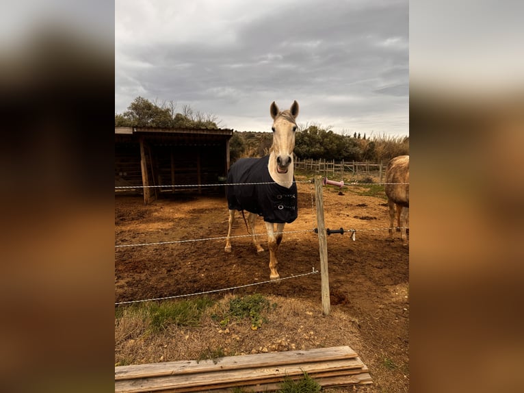 Lusitano Stallion 14 years 15.2 hh Grey in Fitou