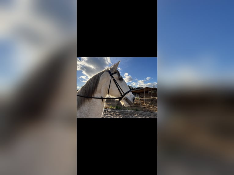 Lusitano Stallion 14 years 15.2 hh Grey in Fitou