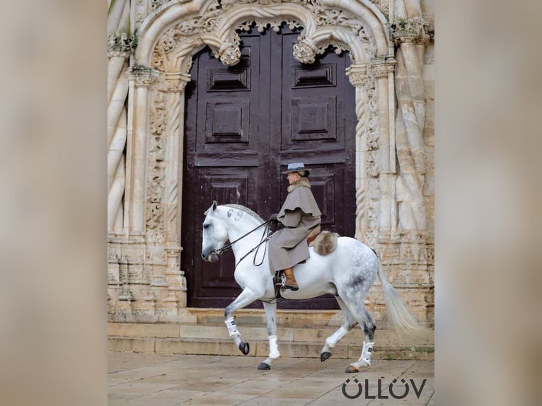 Lusitano Stallion 16 years 15,2 hh Gray in Rio Maior