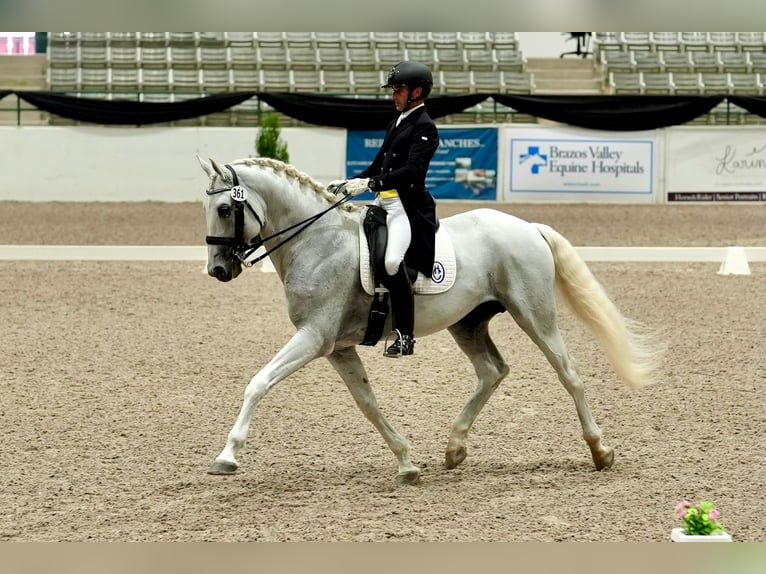 Lusitano Stallion 16 years 16 hh Grey in Magnolia
