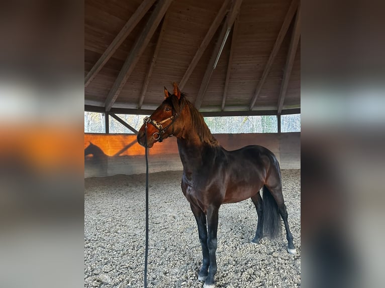 Lusitano Stallion 17 years 15.2 hh Bay-Dark in Bermatingen