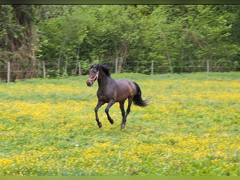 Lusitano Stallion 17 years 15.2 hh Bay-Dark in Bermatingen