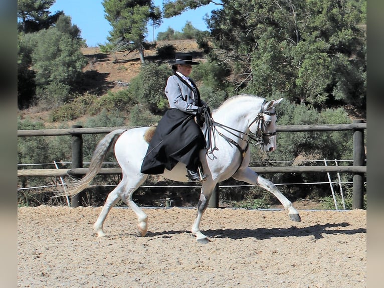 Lusitano Stallion 19 years 15,2 hh Grey in Ribamar