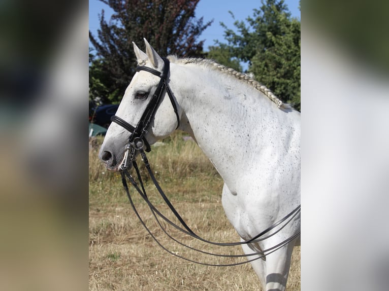 Lusitano Mix Stallion 19 years 15.2 hh Grey in Seia