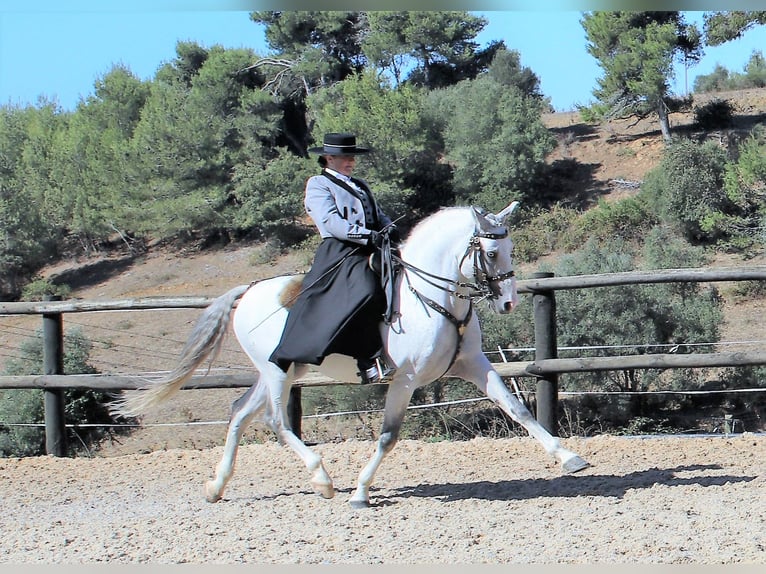 Lusitano Stallion 19 years 15,2 hh Grey in Ribamar