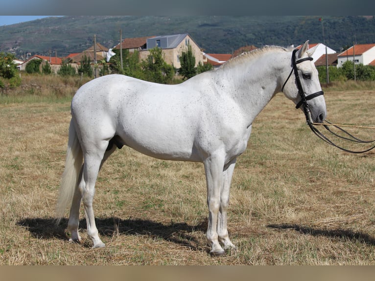 Lusitano Mix Stallion 19 years 15,2 hh Grey in Seia