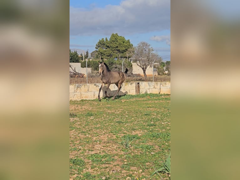 Lusitano Mix Stallion 1 year 13,1 hh Roan-Blue in Inca