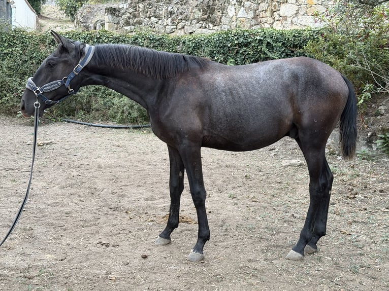 Lusitano Stallion 1 year 14.2 hh Grey in Cabanas de Viriato