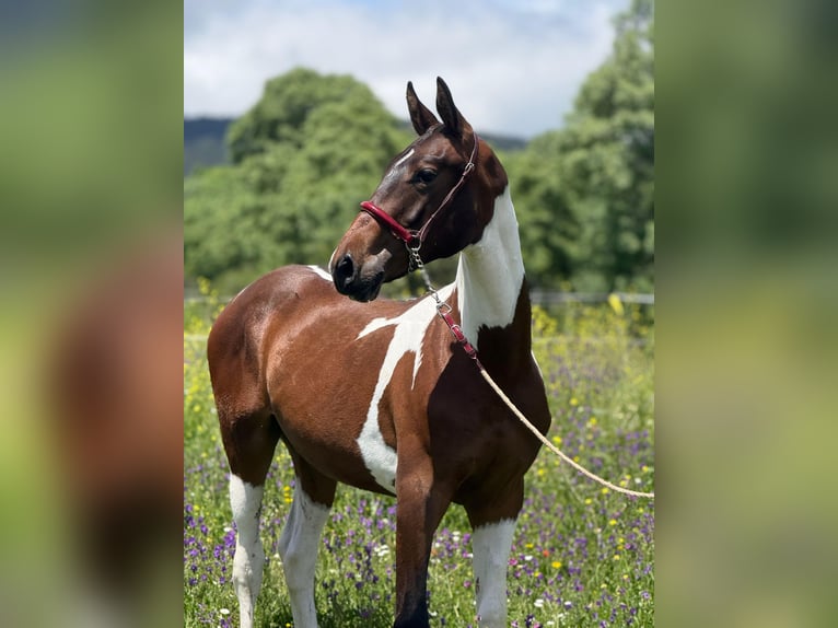 Lusitano Mix Stallion 1 year 14,3 hh Pinto in Madrid
