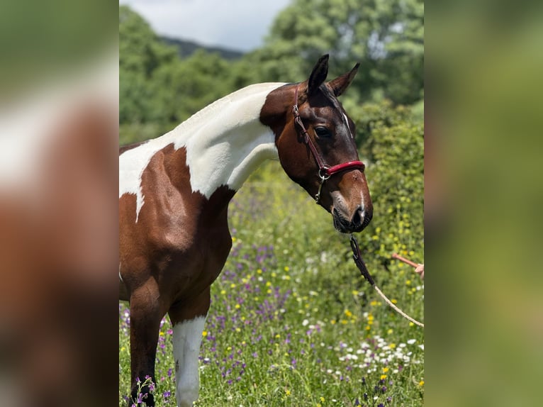 Lusitano Mix Stallion 1 year 14,3 hh Pinto in Madrid
