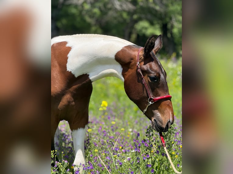 Lusitano Mix Stallion 1 year 14,3 hh Pinto in Madrid