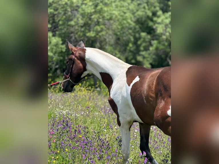 Lusitano Mix Stallion 1 year 14,3 hh Pinto in Madrid