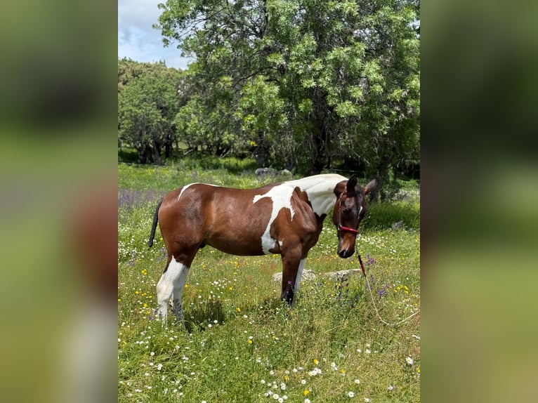 Lusitano Mix Stallion 1 year 14,3 hh Pinto in Madrid