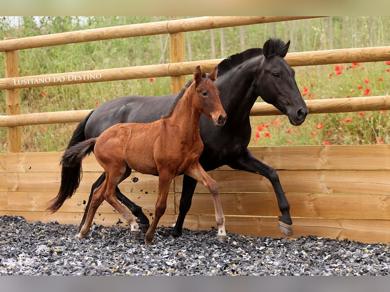 Lusitano Mix Stallion 1 year 15.1 hh Bay-Dark in Générac