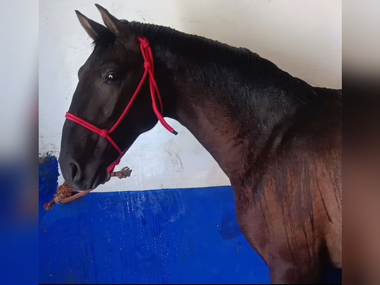 Lusitano Stallion 1 year 15.1 hh Black in Alcala Del Valle
