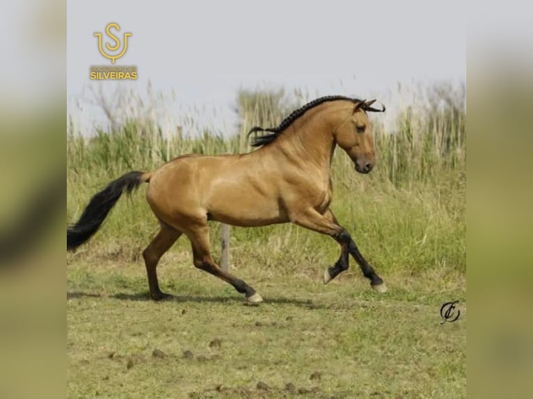 Lusitano Stallion 1 year 15,2 hh Brown in Antras