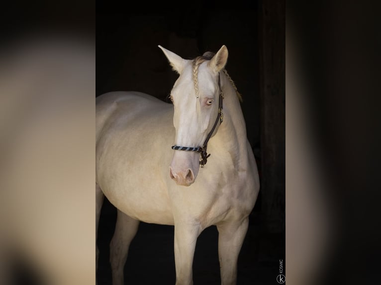 Lusitano Stallion 1 year 15,2 hh Brown in Antras