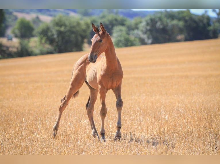 Lusitano Stallion 1 year 15,2 hh Brown in Antras