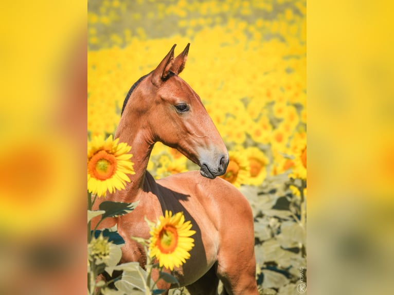 Lusitano Stallion 1 year 15,2 hh Brown in Antras