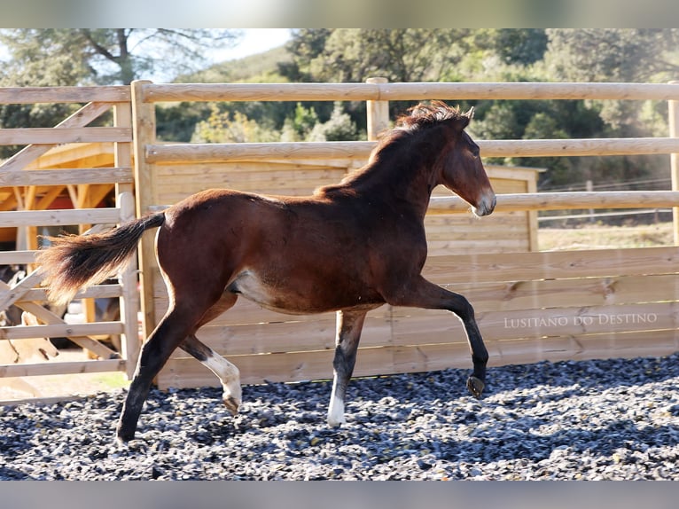 Lusitano Mix Stallion 1 year 15.2 hh Brown in Générac