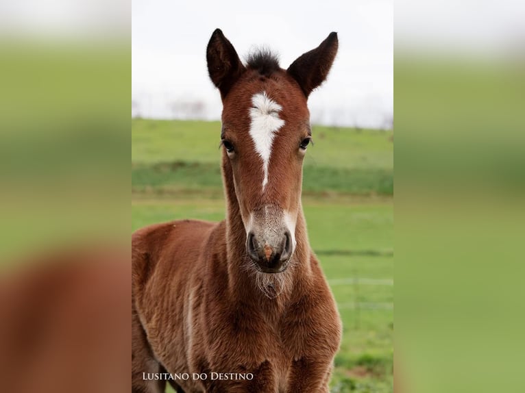 Lusitano Mix Stallion 1 year 15.2 hh Brown in Générac