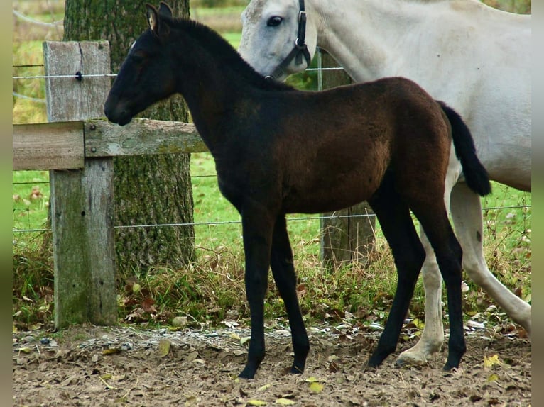 Lusitano Stallion 1 year 15.2 hh Grey in Bredene