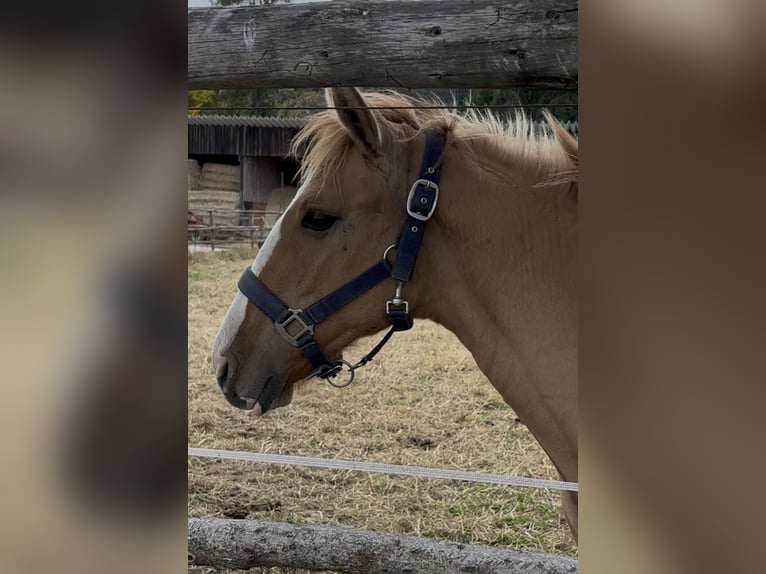 Lusitano Stallion 1 year 15.2 hh Red Dun in Fuchstal