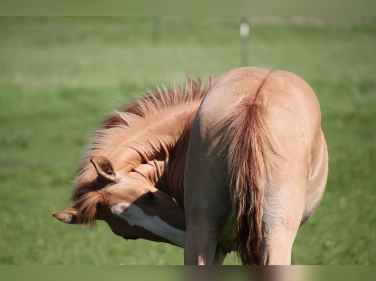 Lusitano Stallion 1 year 15.2 hh Red Dun in Fuchstal