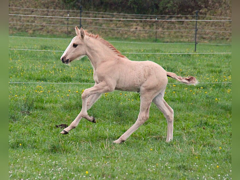 Lusitano Stallion 1 year 15.2 hh Red Dun in Fuchstal