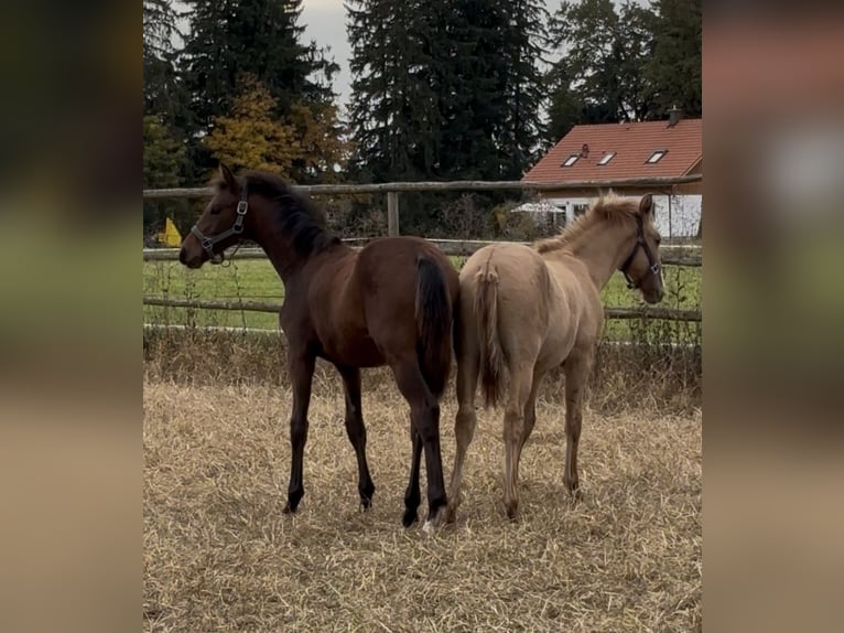 Lusitano Stallion 1 year 15.2 hh Red Dun in Fuchstal