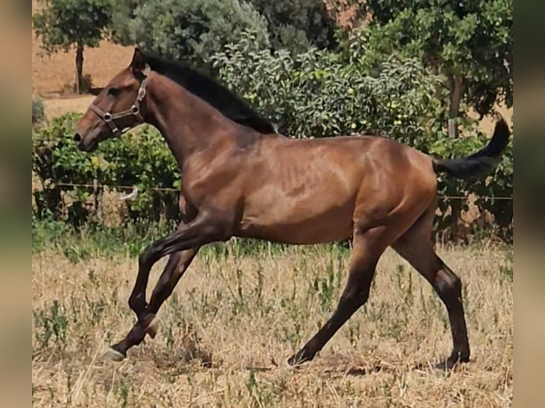 Lusitano Stallion 1 year 15,3 hh Chestnut-Red in Pera