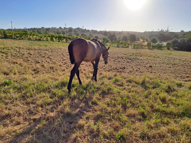 Lusitano Stallion 1 year 15,3 hh Chestnut-Red in Pera