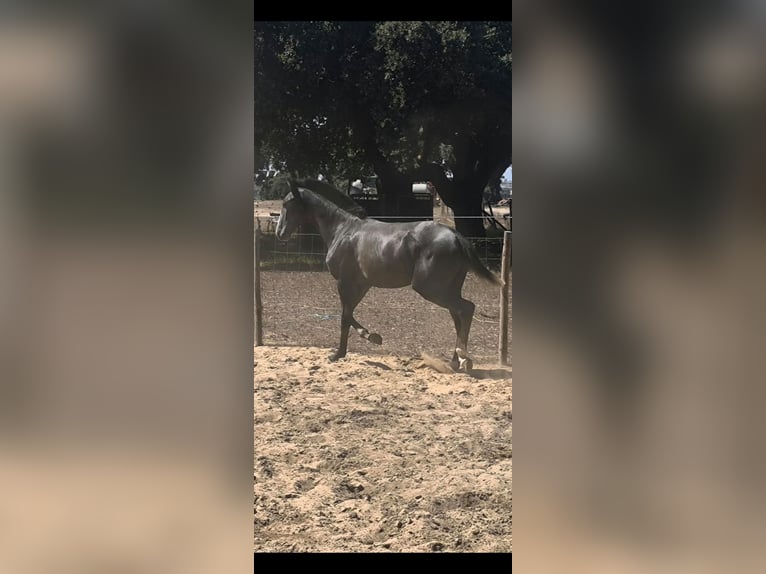 Lusitano Stallion 1 year 15 hh Grey in Castelo Branco